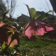 ピスタチオの画像