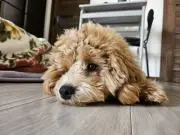 K☆丁寧なお取引を心がけますの画像