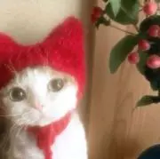 うさの画像