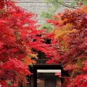 kaishuの画像