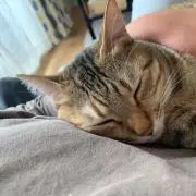 KOTOMIの画像