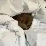 ☆彡.。の画像