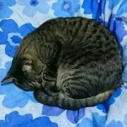 たいとも。