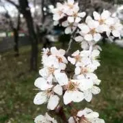 ゴ コウヨウ