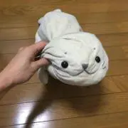 しょーの画像