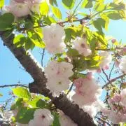 Image of はな　***