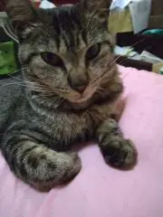 ヤスミンの画像