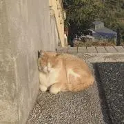 fishの画像