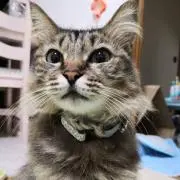 べちくんの画像