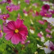 roseblueの画像