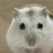 ちま太郎の画像