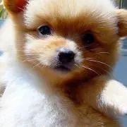 ひなちゃん