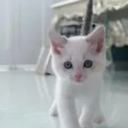 きりたんぽ。