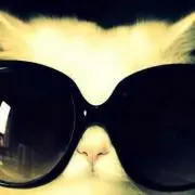 キャットの画像