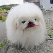リョウ