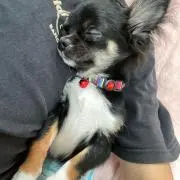 シャトルの画像