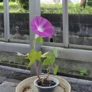 ちくたくの画像