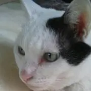うた