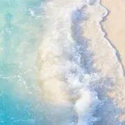 海月(くらげ)の画像
