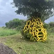 きなこの画像