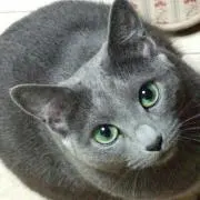 shihorin