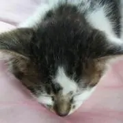 はやぶさ
