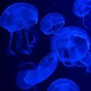おむれつの画像