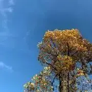 アポロの画像