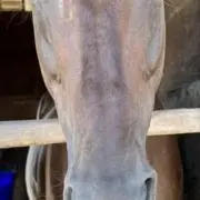 オコジョの画像