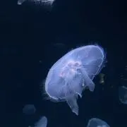 あしたの画像
