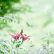 小梅の画像
