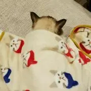 たぬき