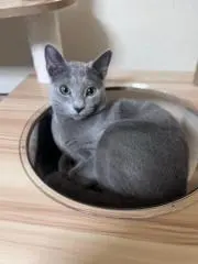 チャタ