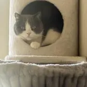 りんりんの画像