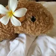 honriの画像