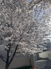 ゆーの画像