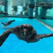 アカウミガメの赤子