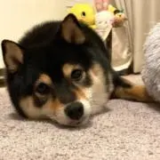 いかゲソ　即購入大歓迎！！の画像