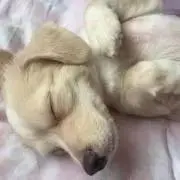 ドレミの画像