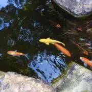 カタツムリの画像