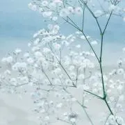 あやの画像