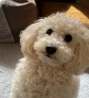 Jasmineの画像