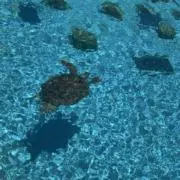 ニックの画像