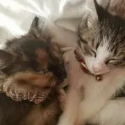 &coco