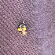 どりーむの画像