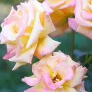 さなの画像