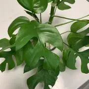 Soranoの画像