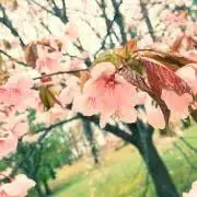 新照の画像