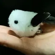 カカオの画像