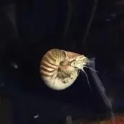 うんし